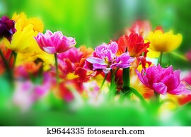 flores coloridas, em, primavera, jardim