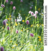 Flores meadow Flores meadow