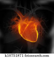 Focused on human heart Focused on human heart