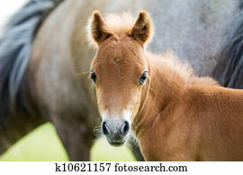 Falabella Stock Photo Bilder 85 falabella Lizenzfreie ...