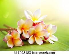 Frangipani Tropical Spa Flower. Plumeria