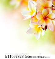 Frangipani Tropical Spa Flower. Plumeria Border Design