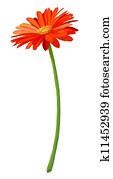 Fresh Orange Gerbera Flower in Full Blossom