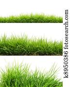 fresh spring green grass