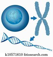 From cell to DNA. From cell to DNA.