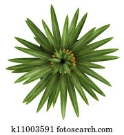 Fruiting pineapple plant Fruiting pineapple plant