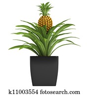 Fruiting pineapple plant Fruiting pineapple plant