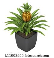 Fruiting pineapple plant Fruiting pineapple plant