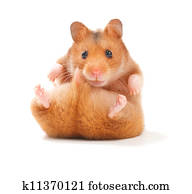 Funny Hamster Funny Hamster