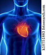 fókuszált, képben látható, emberi szív