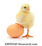 galinha, e, ovo