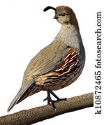 Gambel's Quail Adult Female Gambel's Quail Adult Female