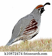 gambel's, quail, voksen, mannlig