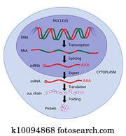 gene expression, eps8 gene expression, eps8