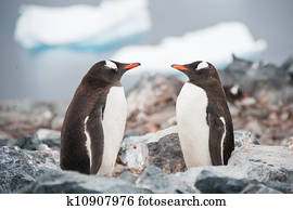 Gentoo penguins looking in the mirror on the Antarctica beach ne