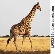 Giraffe Giraffe