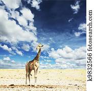 Giraffe Giraffe