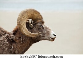 Goat Goat