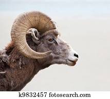 Goat Goat