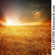 Golden Wheat Field And Sunset