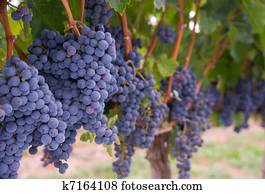Grape Vine Grape Vine