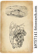 Grapes illustration Grapes illustration