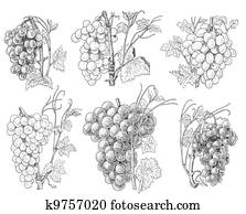 Grapes illustration Grapes illustration