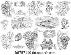 Grapes illustration Grapes illustration