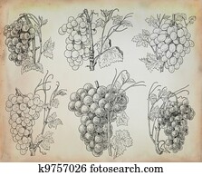Grapes illustration Grapes illustration