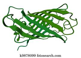 Green fluorescent protein Green fluorescent protein