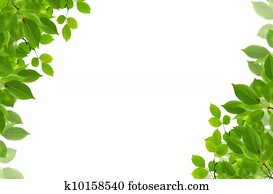 green fresh leaves frame
