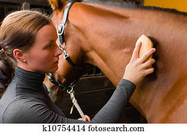 Grooming horse Grooming horse