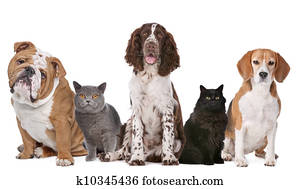 Group of cats and dogs Group of cats and dogs