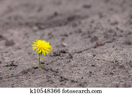 Growing yellow flower sprout Growing yellow flower sprout