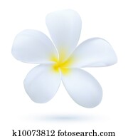 Hawaii flower Frangipani, white tropical Plumeria exotic plant blossom vector art Hawaii flower Frangipani, white tropical Plumeria exotic plant blossom vector art