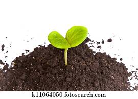 Heap dirt with a green plant sprout isolated