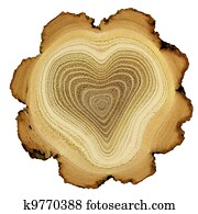 Heart of tree - growth rings of acacia tree - cross section Heart of tree - growth rings of acacia tree - cross section