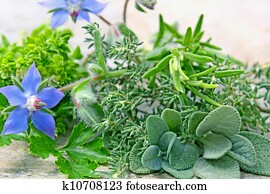herbs herbs