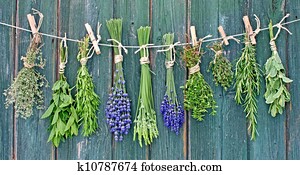 Herbs