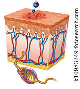 herpes simplex herpes simplex