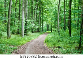 Hiking trail in a green forest Hiking trail in a green forest