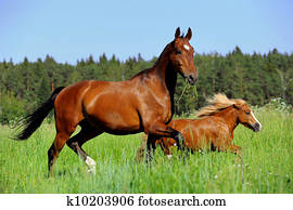 horse and pony horse and pony