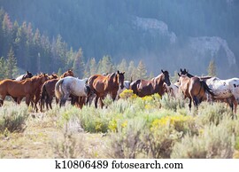 Horse Horse