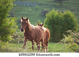 Horse Horse