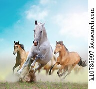 horses horses
