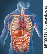 human Body human Body