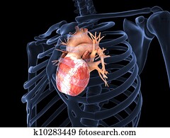 Human heart in X-ray Human heart in X-ray