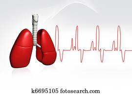 Human lungs Human lungs