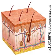 human skin human skin