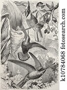 Hummingbirds Hummingbirds